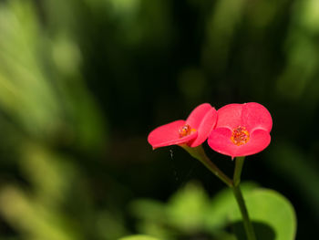 Close-up of red flower blooming outdoors