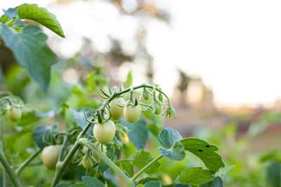 Close-up of plant