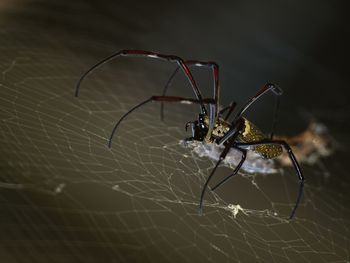 Close-up of spider on web