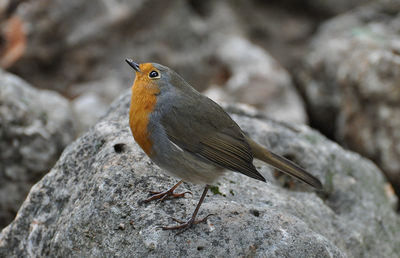 Close-up of bird perching on rock