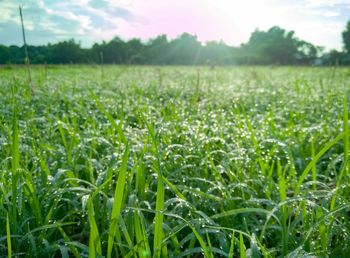 Close-up of crops growing on field against sky