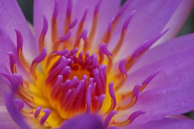 Close-up of flower blooming outdoors