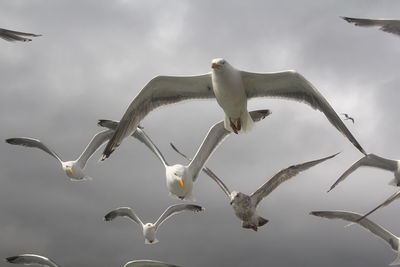 Low angle view of seagull flying over sea against sky