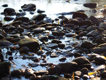 Surface level of pebble beach