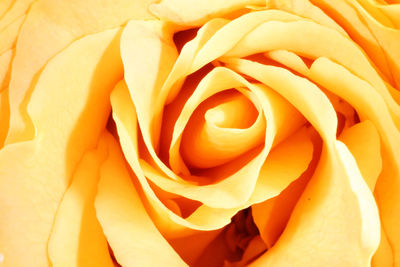 Detail shot of rose
