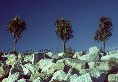 Palm trees against clear blue sky