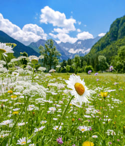 Closeup of gerber daisy in green field on sunny spring day. alpine valley, idyllic.