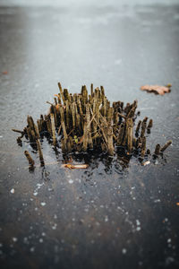 High angle view of dry leaf on table