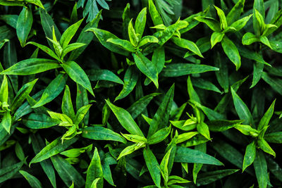 Full frame shot of green leaves