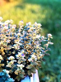 Close-up of purple flowering plant