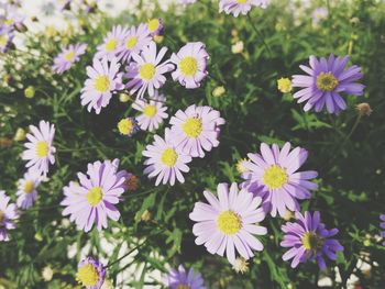 High angle view of purple flowering plants on field