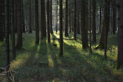 Trees in forest