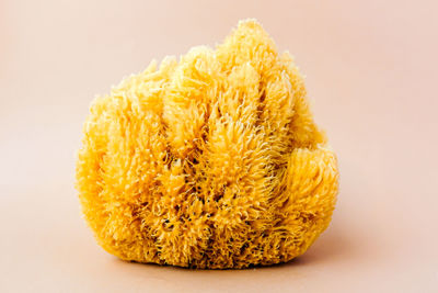 Close-up of yellow flower against white background