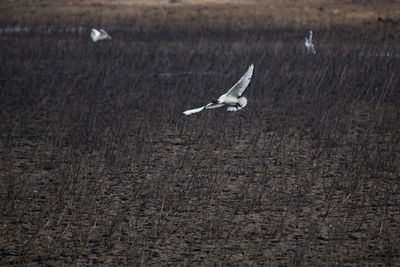 Seagull flying over a land