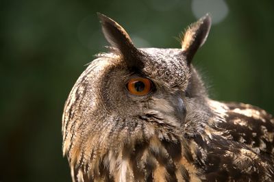 Portrait of a eagle owl