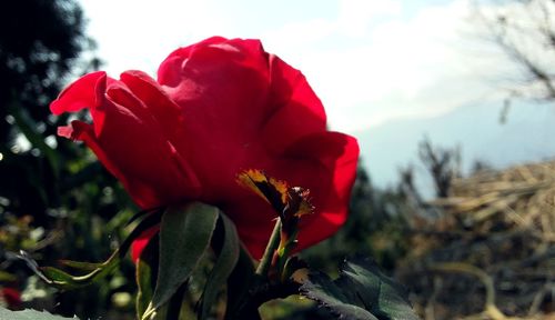 Close-up of red rose blooming against sky