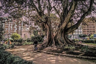 tree
