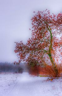 Trees against clear sky during winter