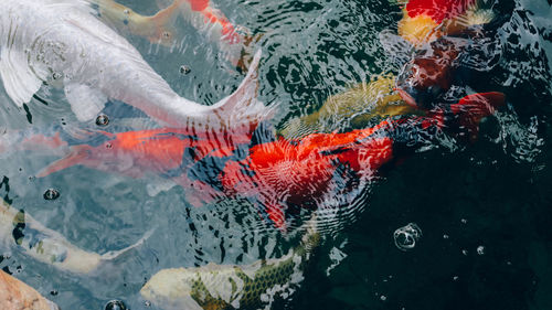 High angle view of koi carps swimming in sea