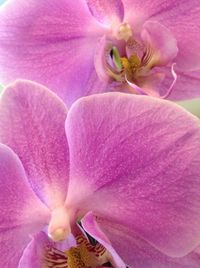 Close-up of flower blooming outdoors