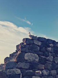 Low angle view of bird on rock against sky