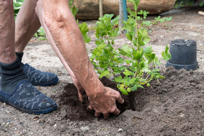 A man planted a gooseberries in his garden,spring seasonal work,gardener working