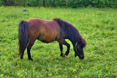 Horse grazing in a field