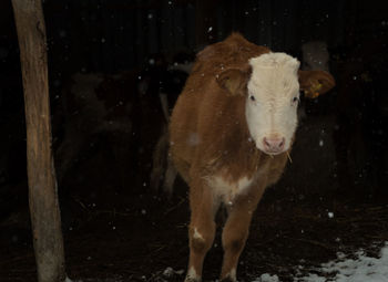Portrait of calf standing on snow field