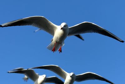 Low angle view of seagull flying