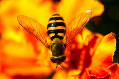 Close-up of butterfly pollinating on orange flower