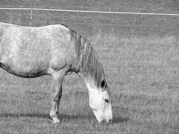 Full length of a horse on field