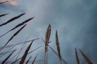 Low angle view of plants against sky