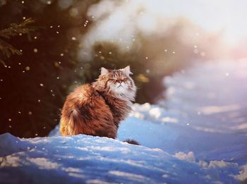 Cat sitting on snow