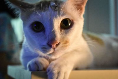 Close-up portrait of cat at home