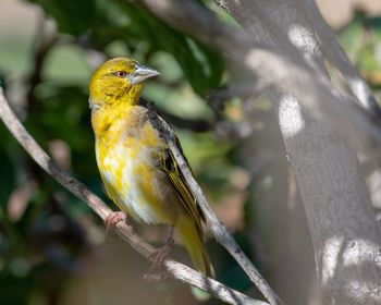 Close-up of bird perching on branch