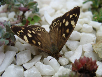 Close-up of butterfly on tree trunk