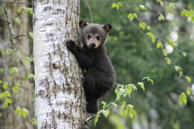 Baby bear climbing a tree