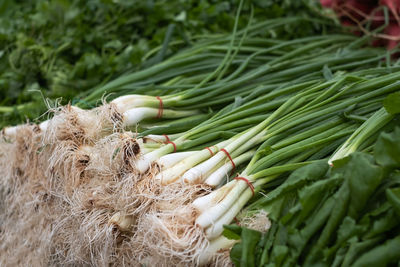 Close-up of vegetables