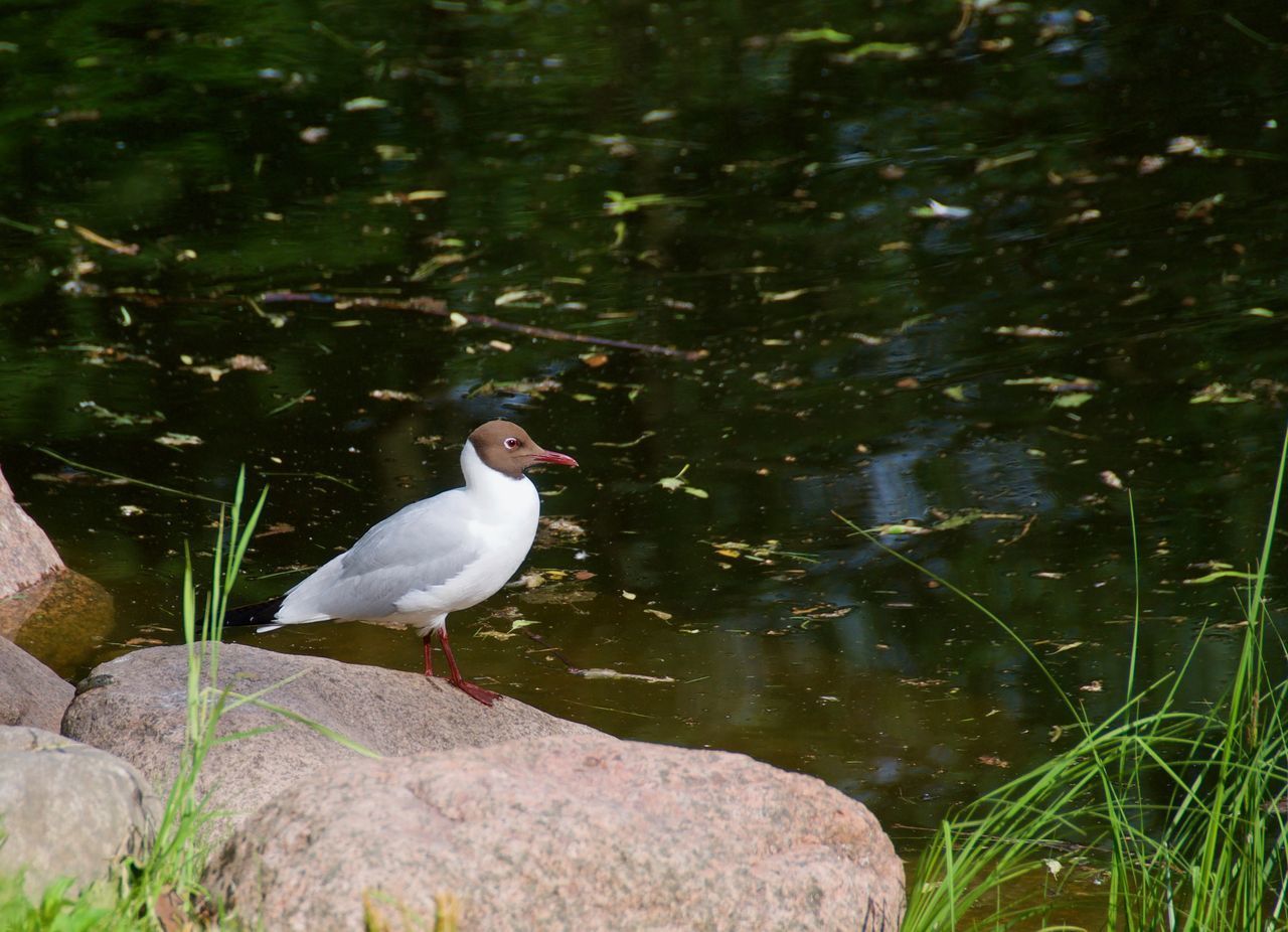 BIRD PERCHING ON A ROCK