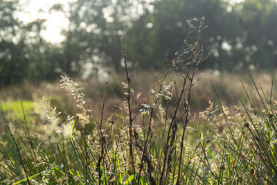 Close-up of flowering plants on field