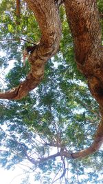 Low angle view of tree in forest