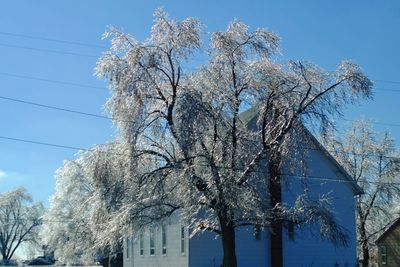 Low angle view of trees against clear sky