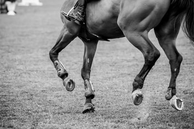 Horse jumping, equestrian sports, show jumping competition themed photograph.