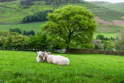 Sheep relaxing in a field