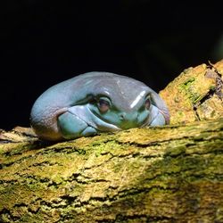 Close-up of turtle on rock