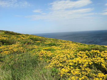 Scenic view of yellow flowers on coast
