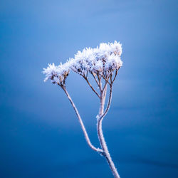 Beautiful winter scenery with a small plants frozen in the pond. 