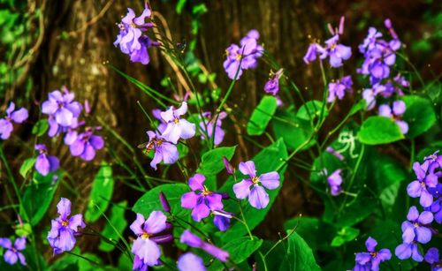 Close-up of purple flowering plants