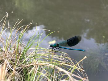 Close-up of a bird on grass