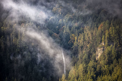 High angle view of pine trees in forest